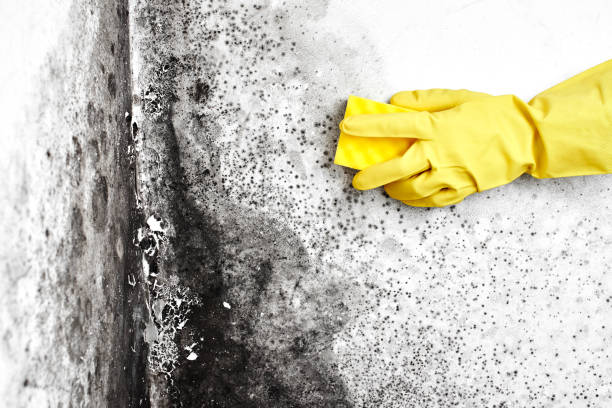 Best Crawl Space Mold Removal  in Roswell, NM
