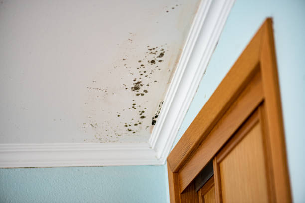Best Toxic Mold Removal  in Roswell, NM
