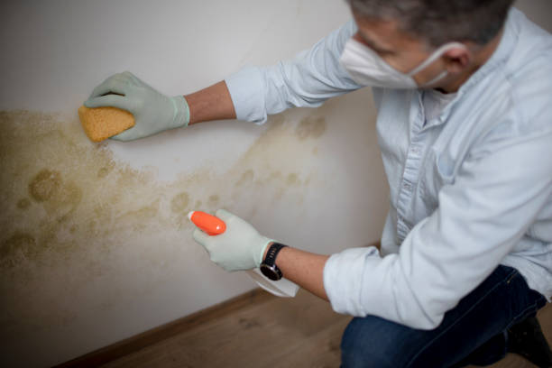 Best Mold Inspection  in Roswell, NM