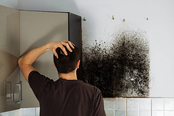 Best Black Mold Removal  in Roswell, NM