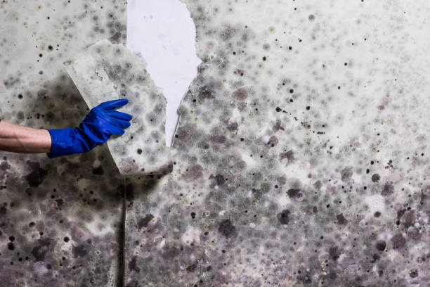 Mold Removal and Inspection in Roswell, NM